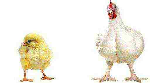 how to raise broilers at home business plan