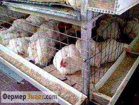 how to raise broilers at home business plan