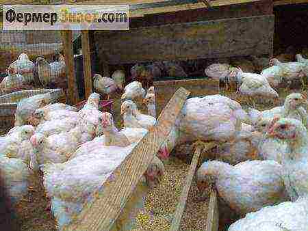 how to raise broilers at home business plan