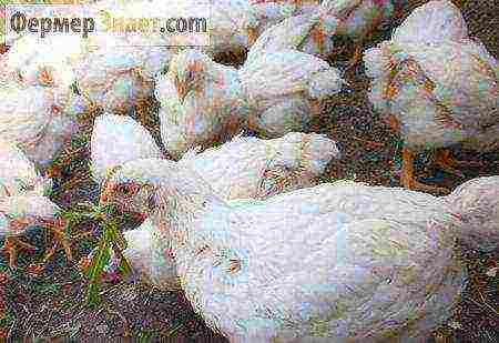 how to raise broilers at home business plan