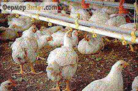 how to raise broilers at home business plan