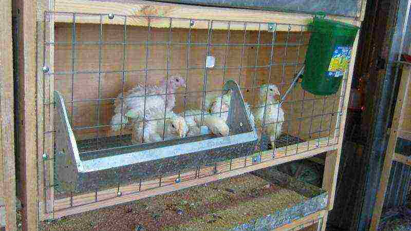 how to raise broilers at home business plan