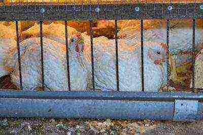 kung paano mapalago ang mga broiler sa bahay sa mga cage