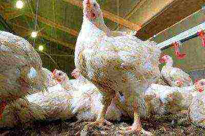 how to grow broilers at home in cages