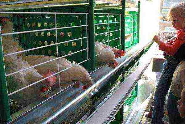 how to grow broilers at home in cages