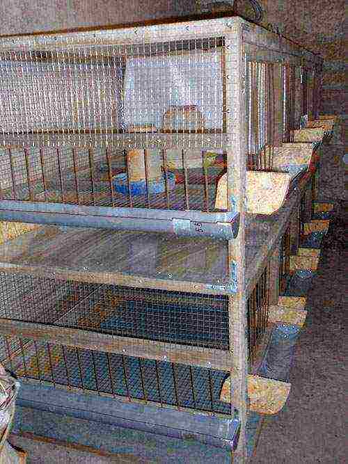 how to grow broilers at home in cages