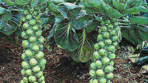 how to grow Brussels sprouts at home