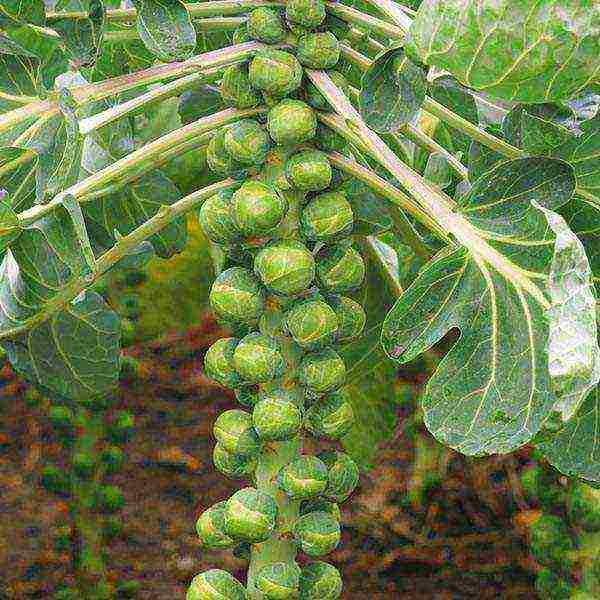 how to grow Brussels sprouts at home