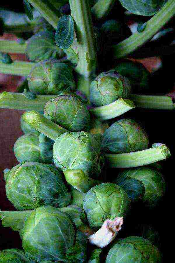 how to grow Brussels sprouts at home