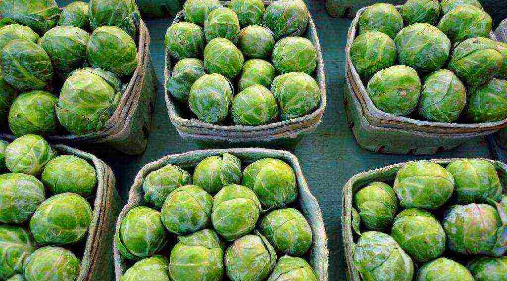 how to grow Brussels sprouts at home