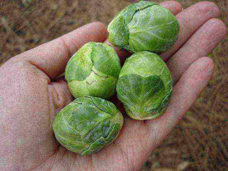 kung paano mapalago ang mga sprout ng Brussels sa bahay