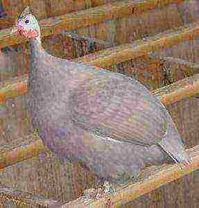 how to grow guinea fowls at home how to feed