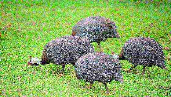 kung paano palaguin ang mga guinea fowl sa bahay kung paano magpakain