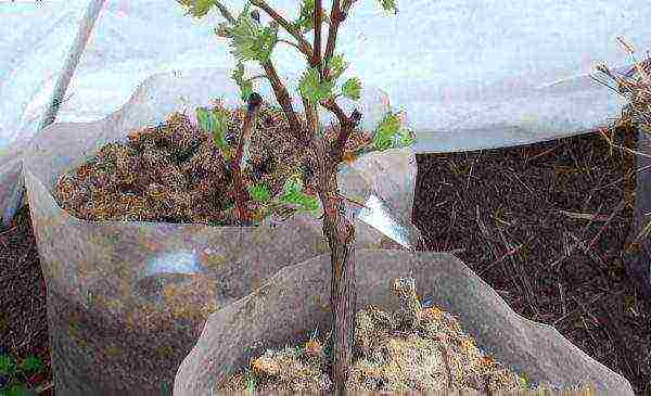 how to grow grape cuttings at home