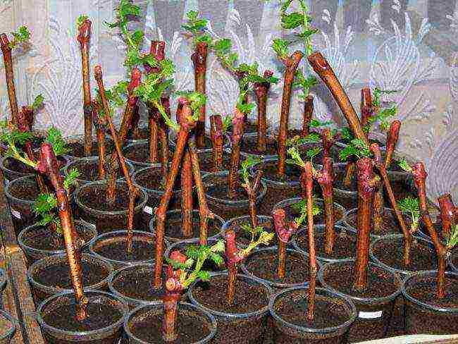 how to grow grape cuttings at home