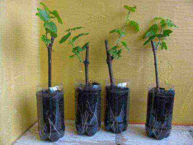 how to grow grape cuttings at home