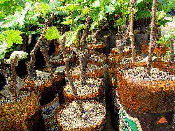 how to grow grape cuttings at home