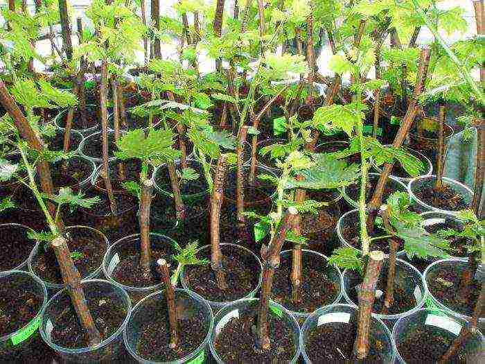 how to grow grape cuttings at home