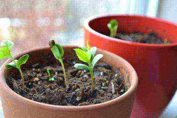 how to grow cherries from a stone at home