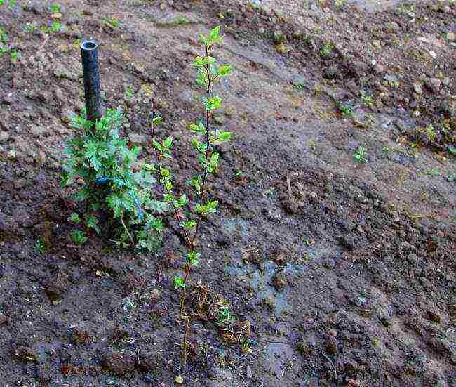 how to grow cherries from a stone at home