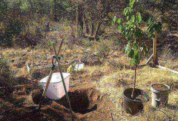 how to grow cherries from a stone at home