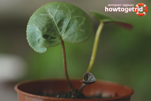 how to grow cyclamen from seeds at home