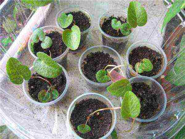 how to grow cyclamen from seeds at home