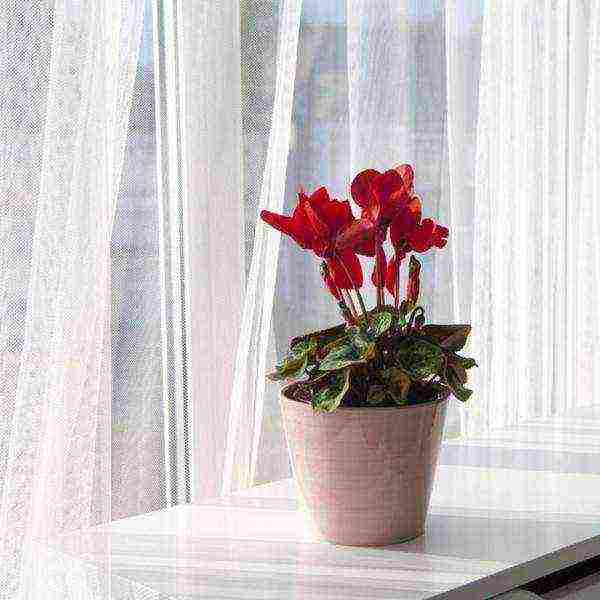 how to grow cyclamen from seeds at home