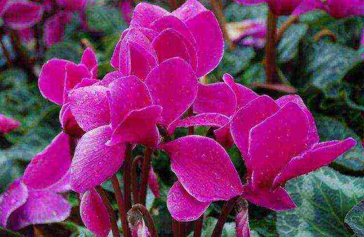 how to grow cyclamen from seeds at home