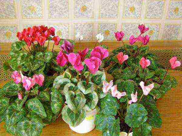 how to grow cyclamen from seeds at home