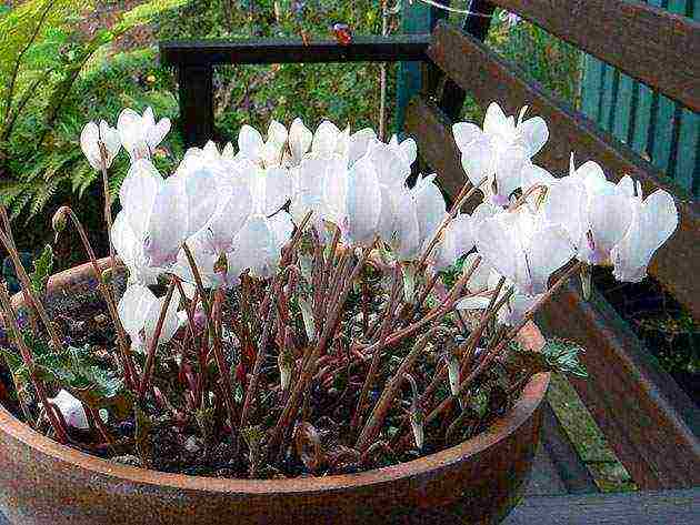 how to grow cyclamen from seeds at home
