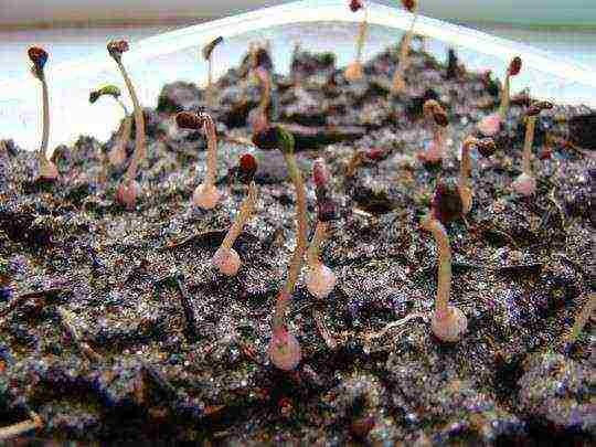 how to grow cyclamen from seeds at home