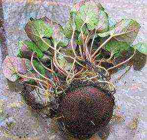 how to grow cyclamen from seeds at home