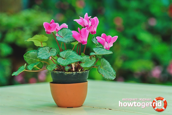 how to grow cyclamen from seeds at home