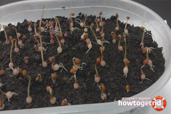 how to grow cyclamen from seeds at home