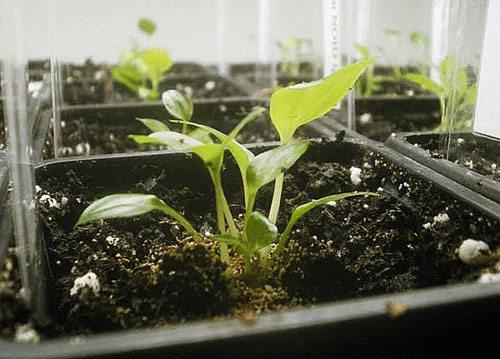 kung paano mapalago ang isang bulaklak na kaligayahan ng babae sa bahay