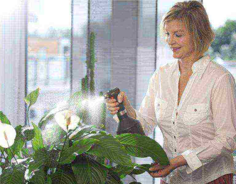 how to grow a flower female happiness at home