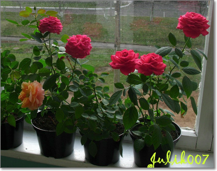 how to grow a decorative rose at home