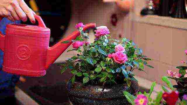 how to grow a decorative rose at home