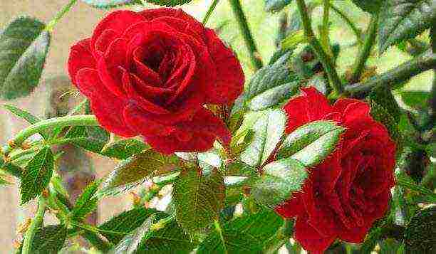 how to grow a decorative rose at home