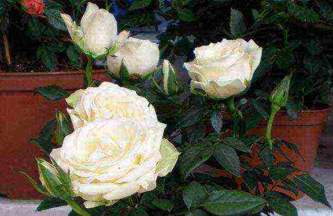 how to grow a decorative rose at home