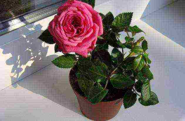 how to grow a decorative rose at home