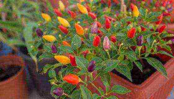 how to grow decorative peppers at home