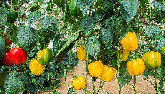 kung paano mapalago ang mga pandekorasyon na peppers sa bahay