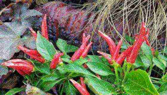 kung paano mapalago ang mga pandekorasyon na peppers sa bahay