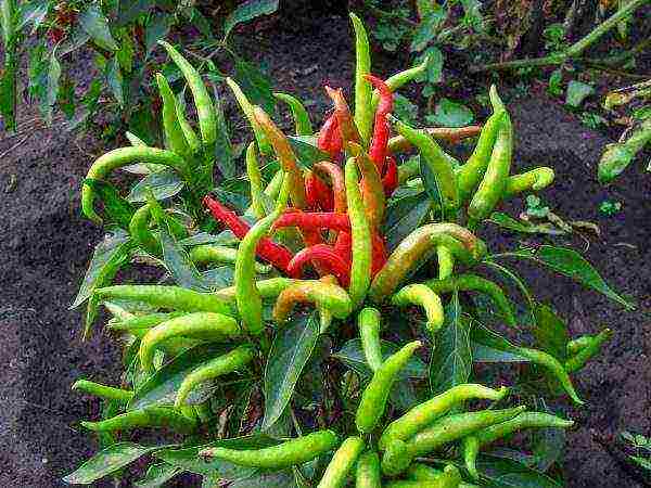 kung paano mapalago ang mga pandekorasyon na peppers sa bahay