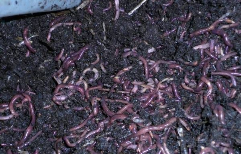 how to grow earthworms on an industrial scale