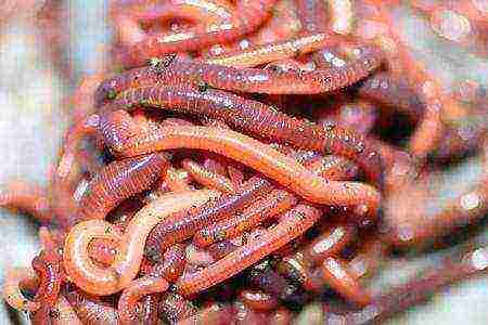 how to grow earthworms on an industrial scale