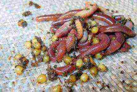 how to grow earthworms on an industrial scale