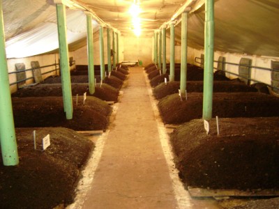 how to grow earthworms on an industrial scale